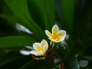 Plumeria is popular flower in Thailand.