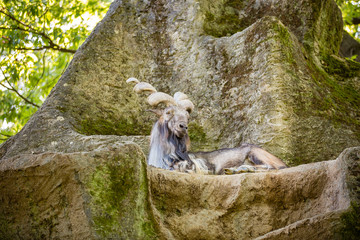 Fototapeta premium Markhor male at rest on the rock. Bukharan markhor (Capra falconeri heptneri), also known as the screw horn goat, Turkomen Markhor. Wildlife animal