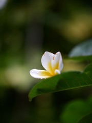 Plumeria is popular flower in Thailand.