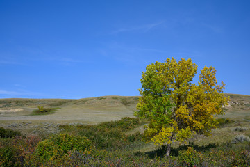 lone green ash on the prairies 2