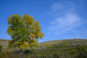 Obraz premium lone green ash on the prairies