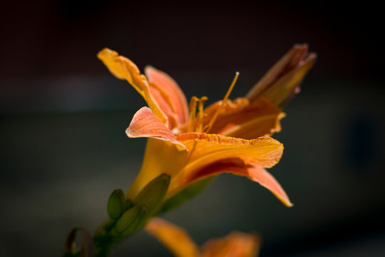 Two large flowers of Orange  lilies close-up on a background of dark grass on a sunny day