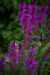 Small pink flowers close-up on a background of dark grass on a sunny day.