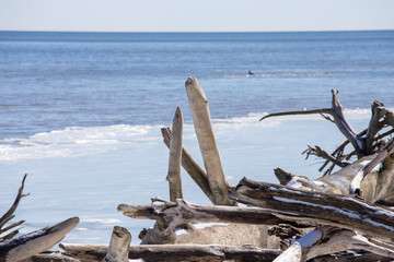 closeup of driftwood piled up along a chesapeake bay beach in winter calvert county southern...