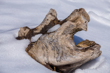 closeup of driftwood in snow and ice along a chesapeake bay beach in winter calvert county southern...
