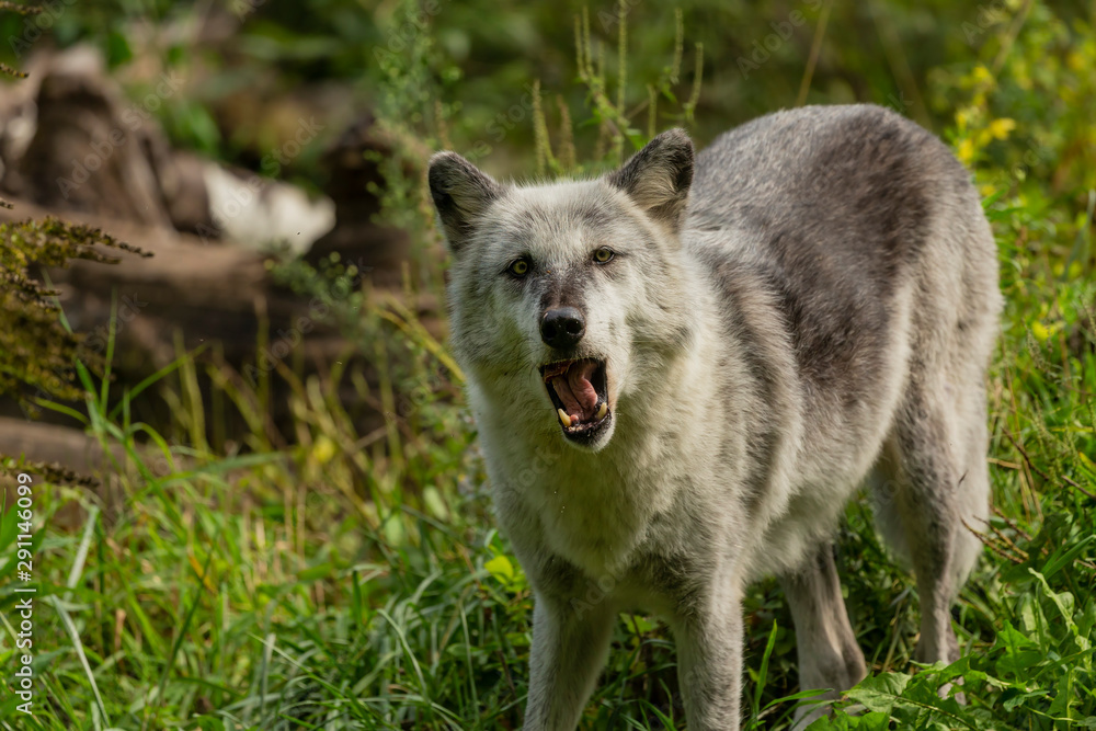 Sticker The Timber Wolf (Canis lupus), also known as the gray wolf , natural scene from natural environment in north America.