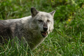 The Timber Wolf (Canis lupus), also known as the gray wolf , natural scene from natural environment in north America.