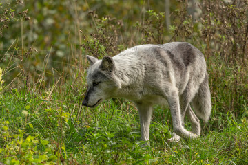 The Timber Wolf (Canis lupus), also known as the gray wolf , natural scene from natural environment in north America.