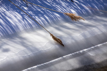 frozen shoreline at the edge of the chesapeake bay in southern maryland calvert county in winter