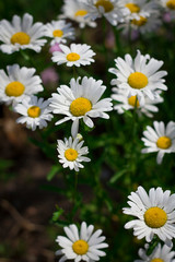 Obraz na płótnie Canvas White large daisy flowers close-up on a dark background on a sunny day.