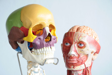 human head anatomy model