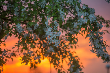 tree in the sunset