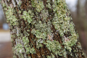 close up of lichen on tree bark at flag ponds nature park in southern maryland