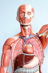 human muscle anatomy model