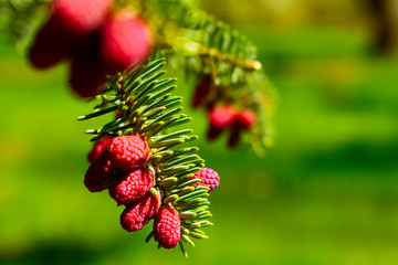  young cones on a tree branch