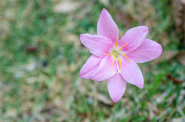 Pink flowers with blurred pattern background