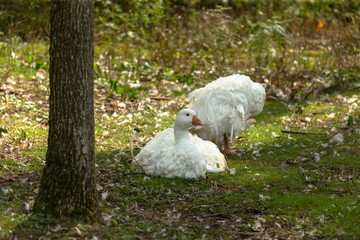 White Sebastopol goose. This domestic geese  cannot fly due to the curliness of their feathers  © Denny