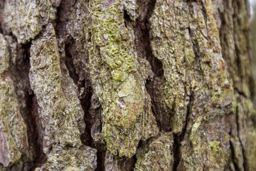 close up of lichen on tree bark at flag ponds nature park in southern maryland