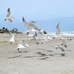 royal tern