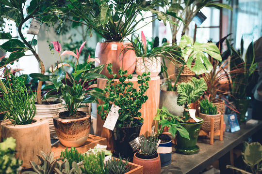 緑豊かな観葉植物たち