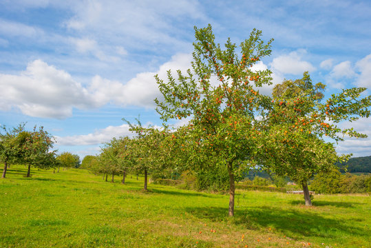 Apple trees in an orchard in a green meadow below a blue sky in sunlight in autumn
