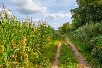 Corn growing in a field below a blue sky in sunlight in autumn