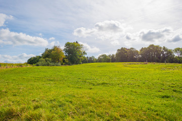 Trees in a meadow on a hill below a blue sky in sunlight in autumn