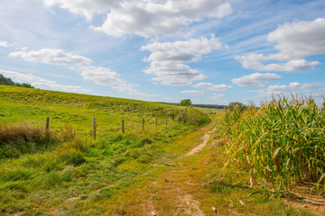Fototapeta na wymiar Corn growing in a field below a blue sky in sunlight in autumn
