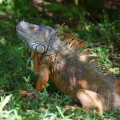 iguana