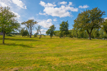 Fototapeta na wymiar Trees in a meadow on a hill below a blue sky in sunlight in autumn