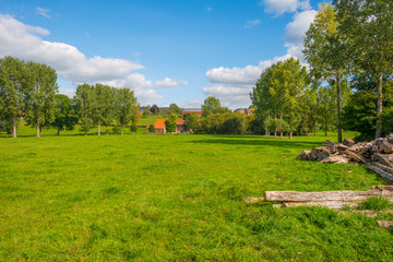 Trees in a meadow on a hill below a blue sky in sunlight in autumn