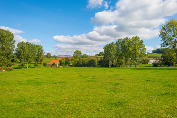 Fototapeta premium Trees in a meadow on a hill below a blue sky in sunlight in autumn