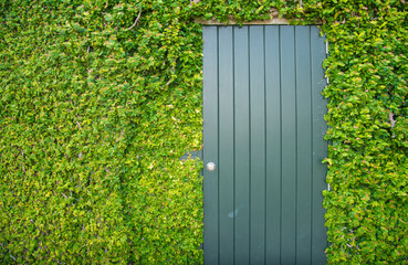 The wooden door in the wall covered with green ivy. Beautiful of natural composition. 