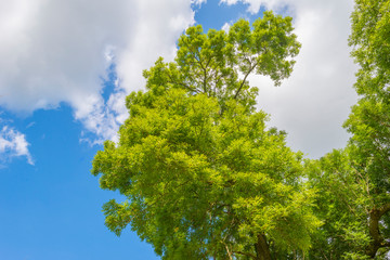 Fototapeta premium Foliage of a deciduous tree below a blue sky in sunlight at fall