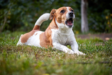 cute beautiful dog Jack Russell on a walk yawns and stretches