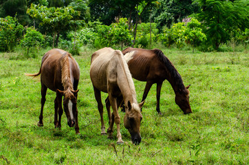 Obraz premium The horse is eating grass