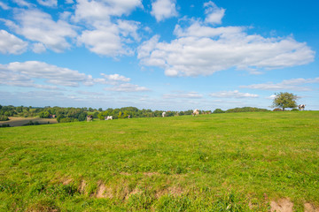 Fototapeta na wymiar Herd of cows in a green meadow below a blue sky in sunlight in autumn