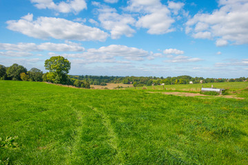 Trees in a meadow on a hill below a blue sky in sunlight in autumn