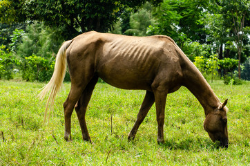 Obraz premium The horse is eating grass