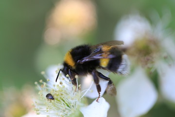 Abeille