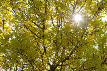  starburst through yellow tree of autumn