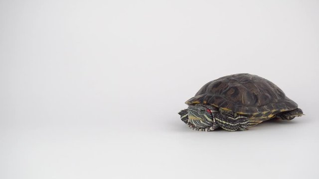 Turtle on a white background Pond slider
