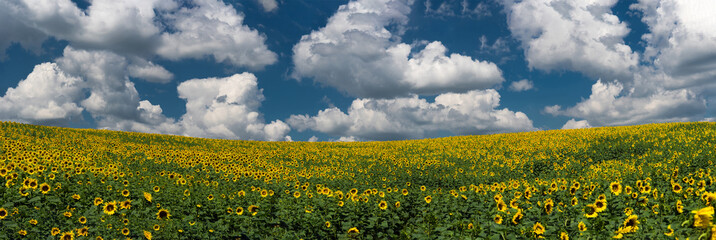 Panoramic view of a field of sunflowers on a background blue sky with white clouds. Cherkasy...