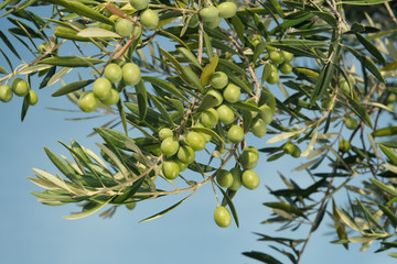 Fototapeta premium Olive tree full of ripe olives before harvest.