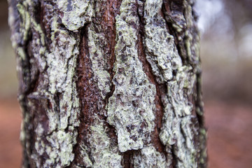 Fototapeta premium close up of lichen on tree bark at flag ponds nature park in southern maryland