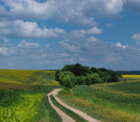 Road in a field of sunflowers and corn overlooking a green forest. Cherkasy region, Ukraine