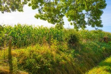 Fototapeta premium Corn growing in a field below a blue sky in sunlight in autumn