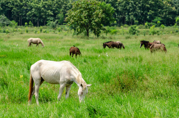 The horse is eating grass