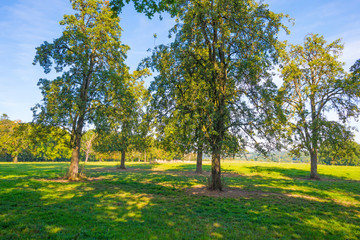 Naklejka premium Trees in a meadow on a hill below a blue sky in sunlight in autumn