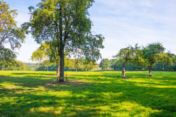 Trees in a meadow on a hill below a blue sky in sunlight in autumn